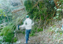 大木が倒れ行く手を遮る山道