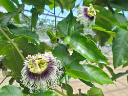 パッションフルーツの花