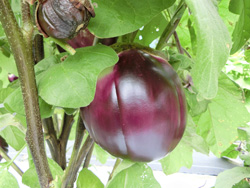 丸々と生育中のイタリア野菜「フィレンツェ」